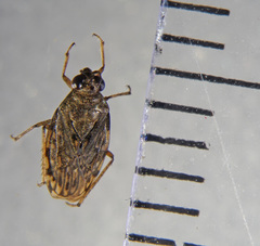 Saldula saltatoria