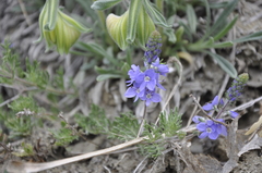 Veronica capsellicarpa