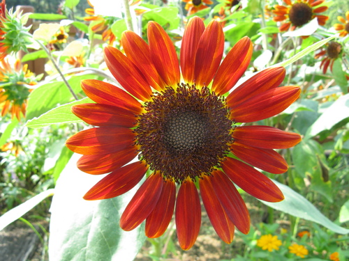 Wild Sunflower