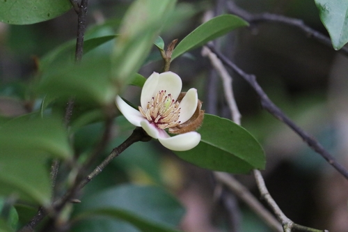 Image of Magnolia figo by no rights reserved