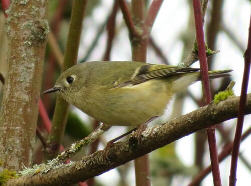 Ruby-crowned Kinglet photographed in Washington