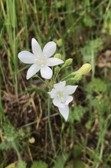 Triteleia
