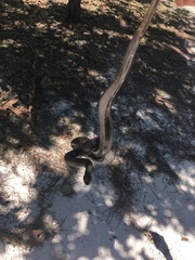 Pituophis melanoleucus lodingi