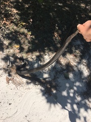 Pituophis melanoleucus lodingi