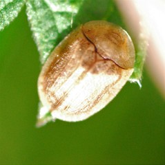 Hypocassida subferruginea