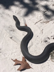 Pituophis melanoleucus lodingi