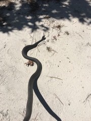 Pituophis melanoleucus lodingi