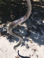 Pituophis melanoleucus lodingi