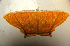 Thinopteryx crocoptera