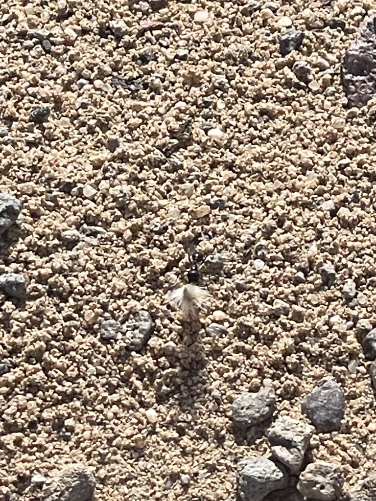 Veromessor pergandei from National Trails Hwy, Newberry Springs, CA, US ...