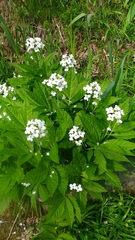 Cardamine heptaphylla