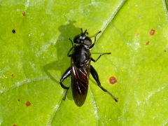 Chalcosyrphus piger