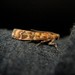 Conifer Coneworm Moths - Photo (c) Rohit, some rights reserved (CC BY-SA), uploaded by Rohit