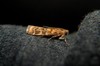 Conifer Coneworm Moths - Photo (c) Rohit, some rights reserved (CC BY-SA), uploaded by Rohit
