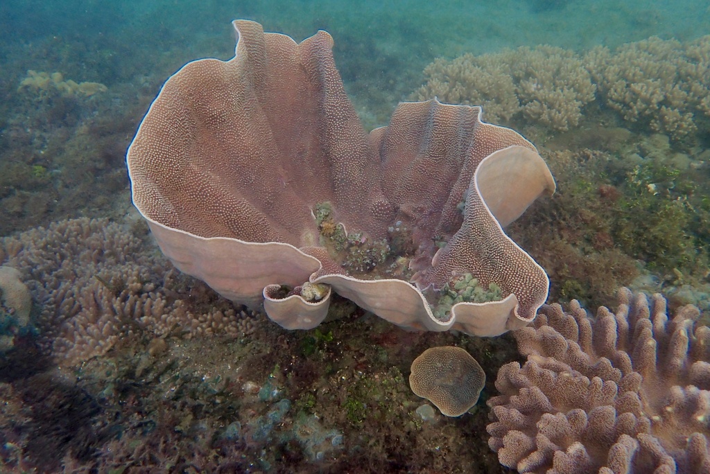 Photo of Lesser valley coral (Turbinaria mesenterina)