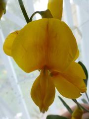 Calobota cytisoides