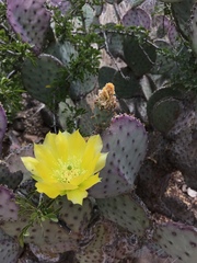 Opuntia gosseliniana