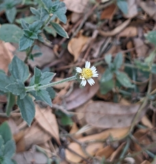 Tridax procumbens image