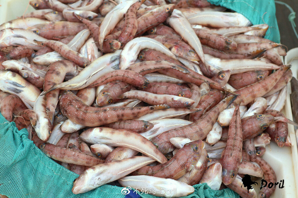 Grub Fish
