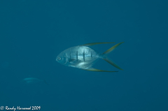 Trachinotus rhodopus