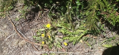 Taraxacum officinale image