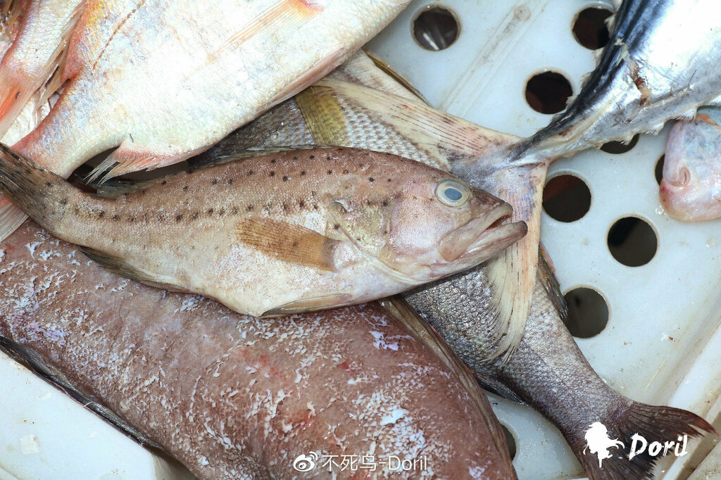 Dotted Grouper
