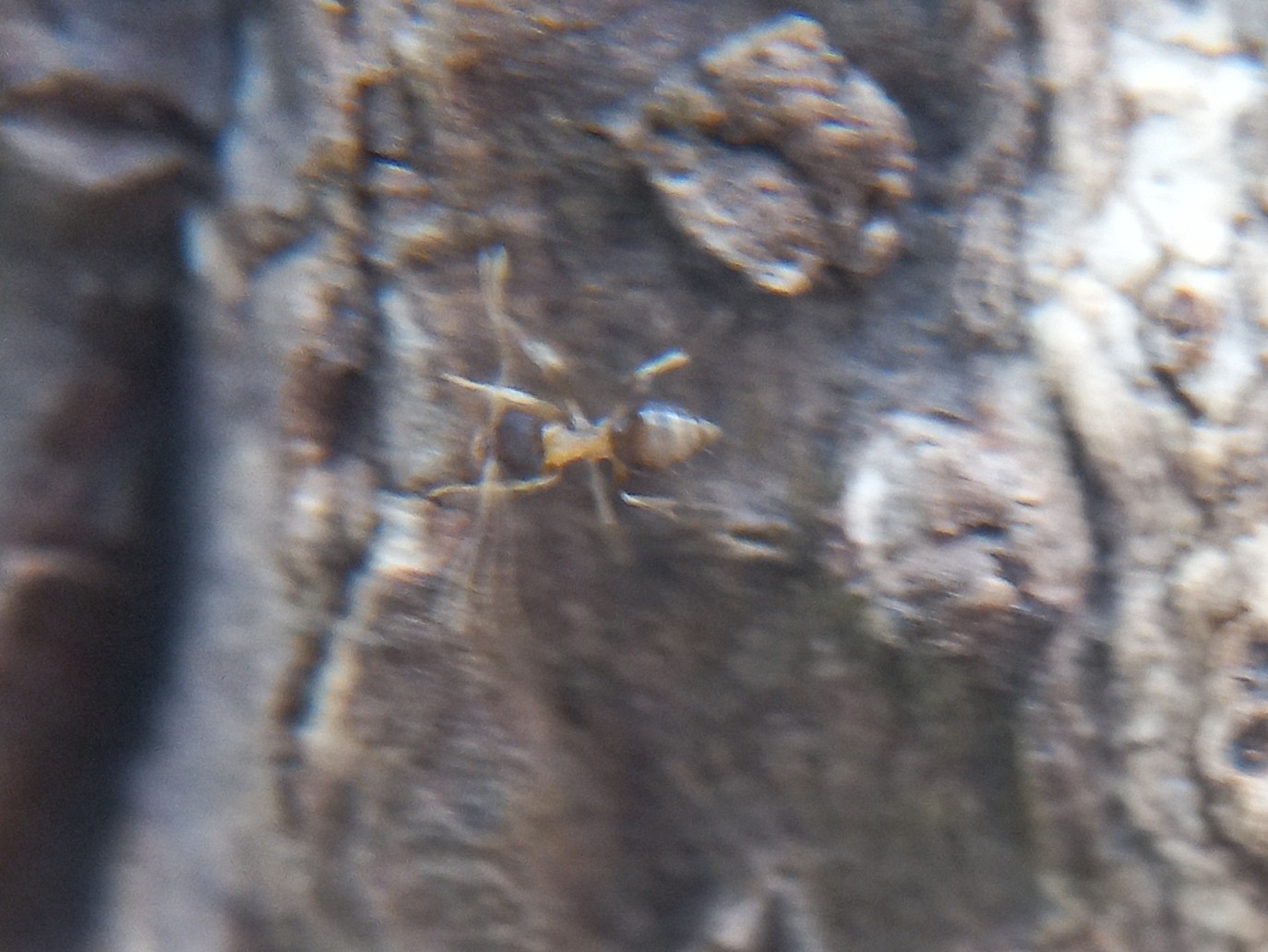 Paraparatrechina albipes