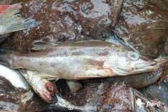 Saw-Edged Perch photo 2