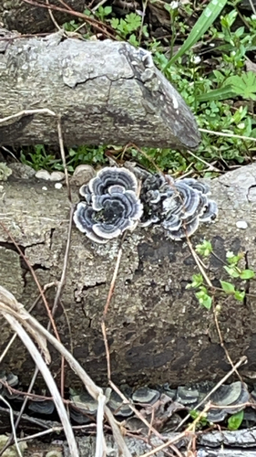 Trametes versicolor