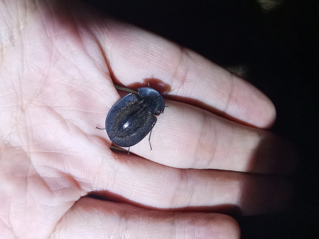 Hairy Piedish Beetle from オーストラリア 〒6043 西オーストラリア州 レッジ・ポイント on March 25