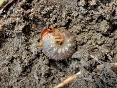 Pericoptus truncatus