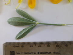 Calobota cytisoides