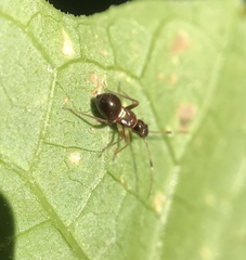Teleorhinus