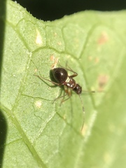 Teleorhinus