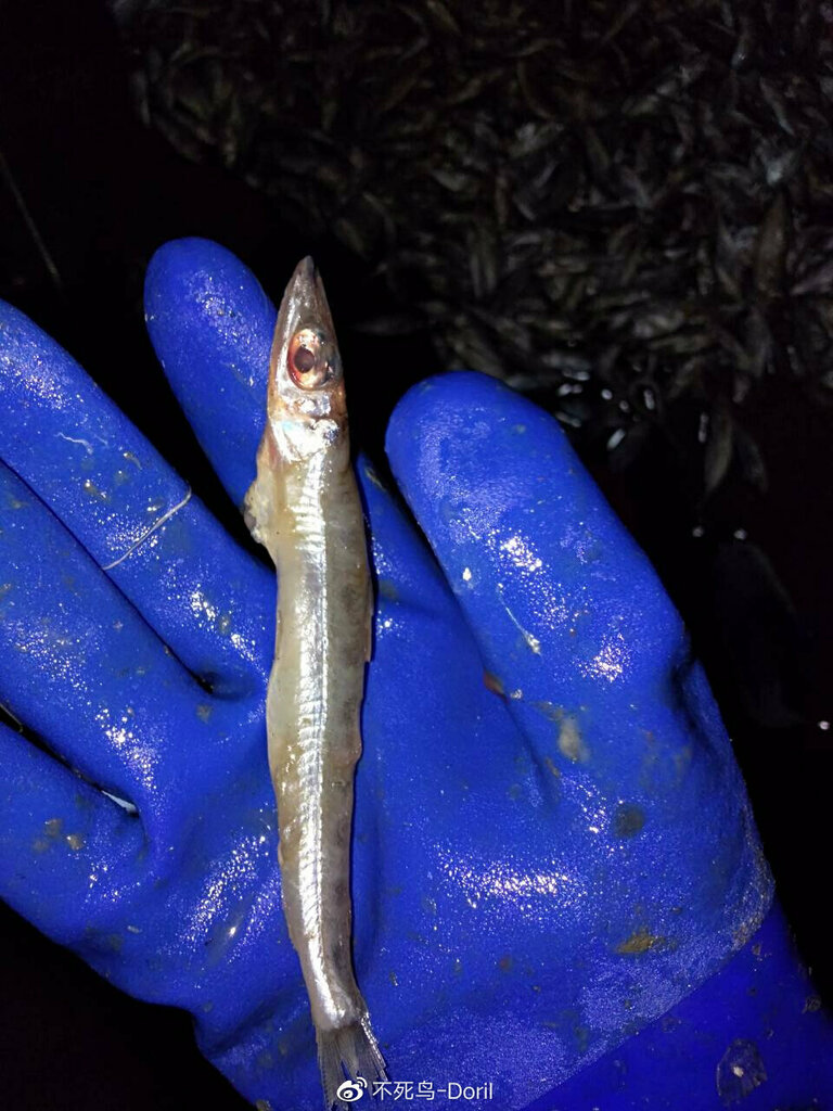 Deep-Sea Smelt