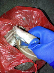 Inshore Hagfish photo 3