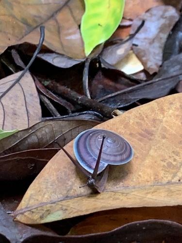 Dyakia regalis observed 2024-02-18