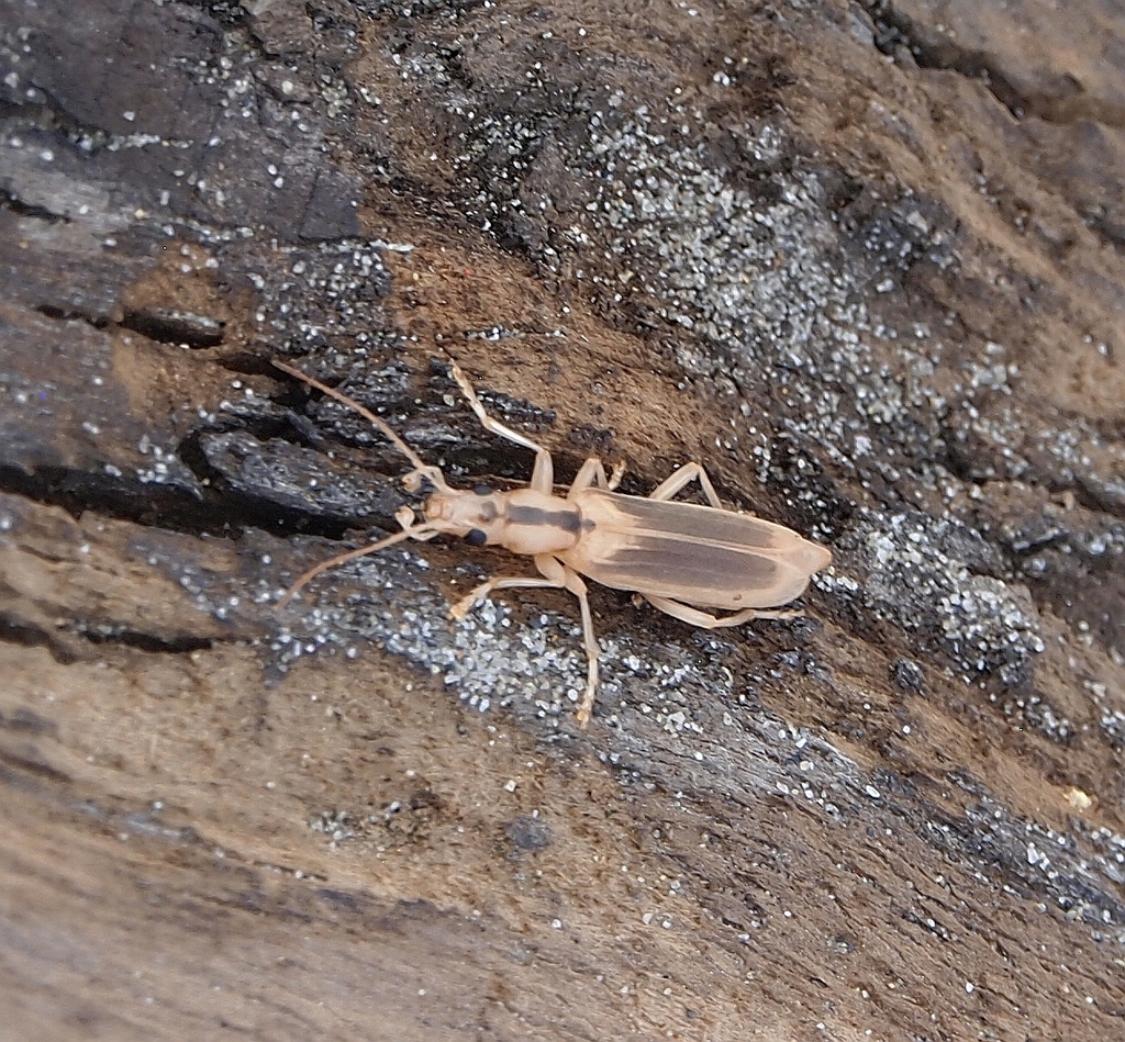 Thelyphassa diaphana