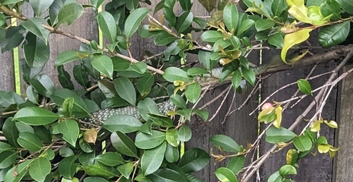 Common Tree Snake sighting