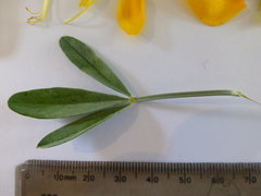 Calobota cytisoides