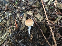 Psathyrella suavissima
