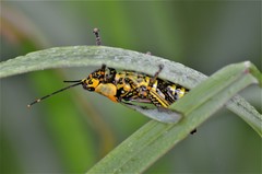 Zonocerus variegatus