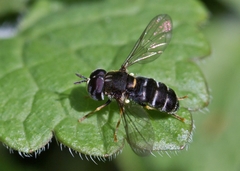 Paragus