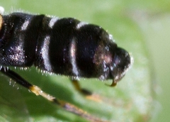 Paragus