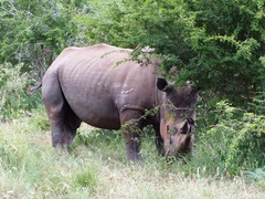 Ceratotherium simum