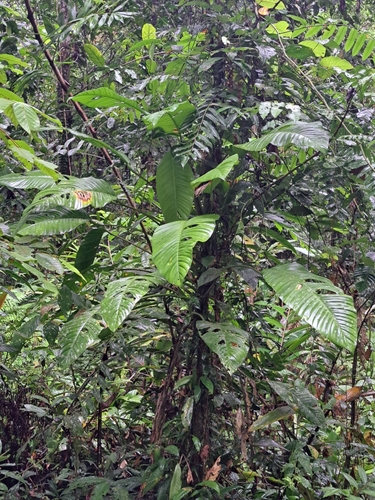 Rhaphidophora versteegii