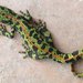 Marbled Newt - Photo (c) miracle design, some rights reserved (CC BY-ND)