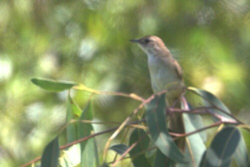 Tawny Grassbird (Cincloramphus timoriensis), photo 4