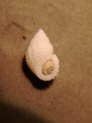 Alvania cimex