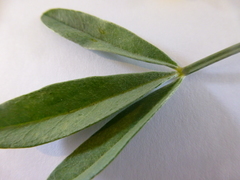 Calobota cytisoides
